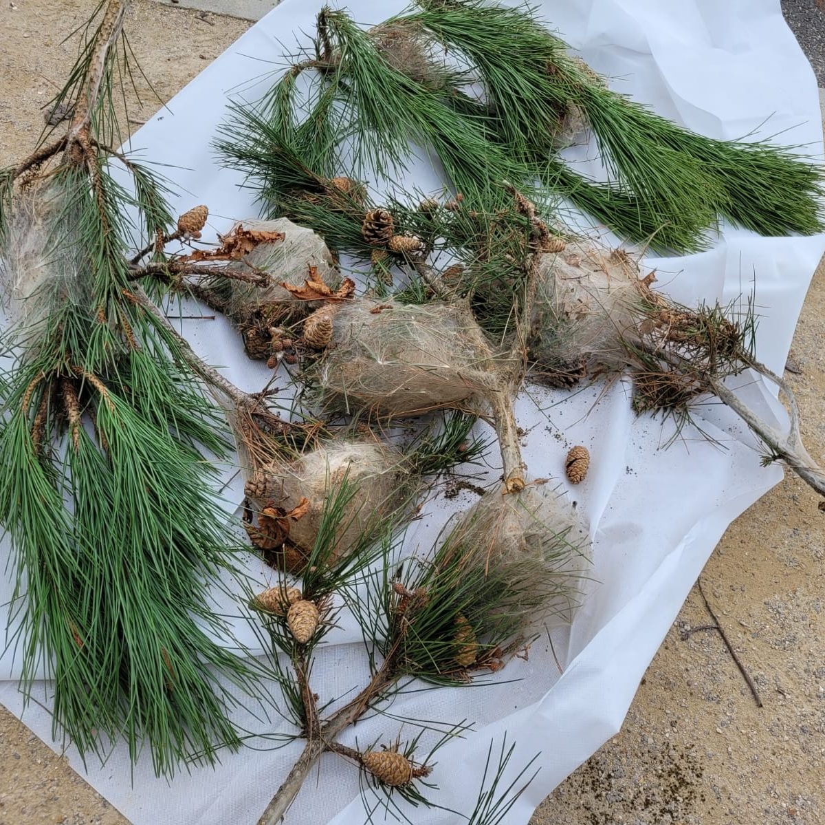 Chenilles processionnaires Essonne