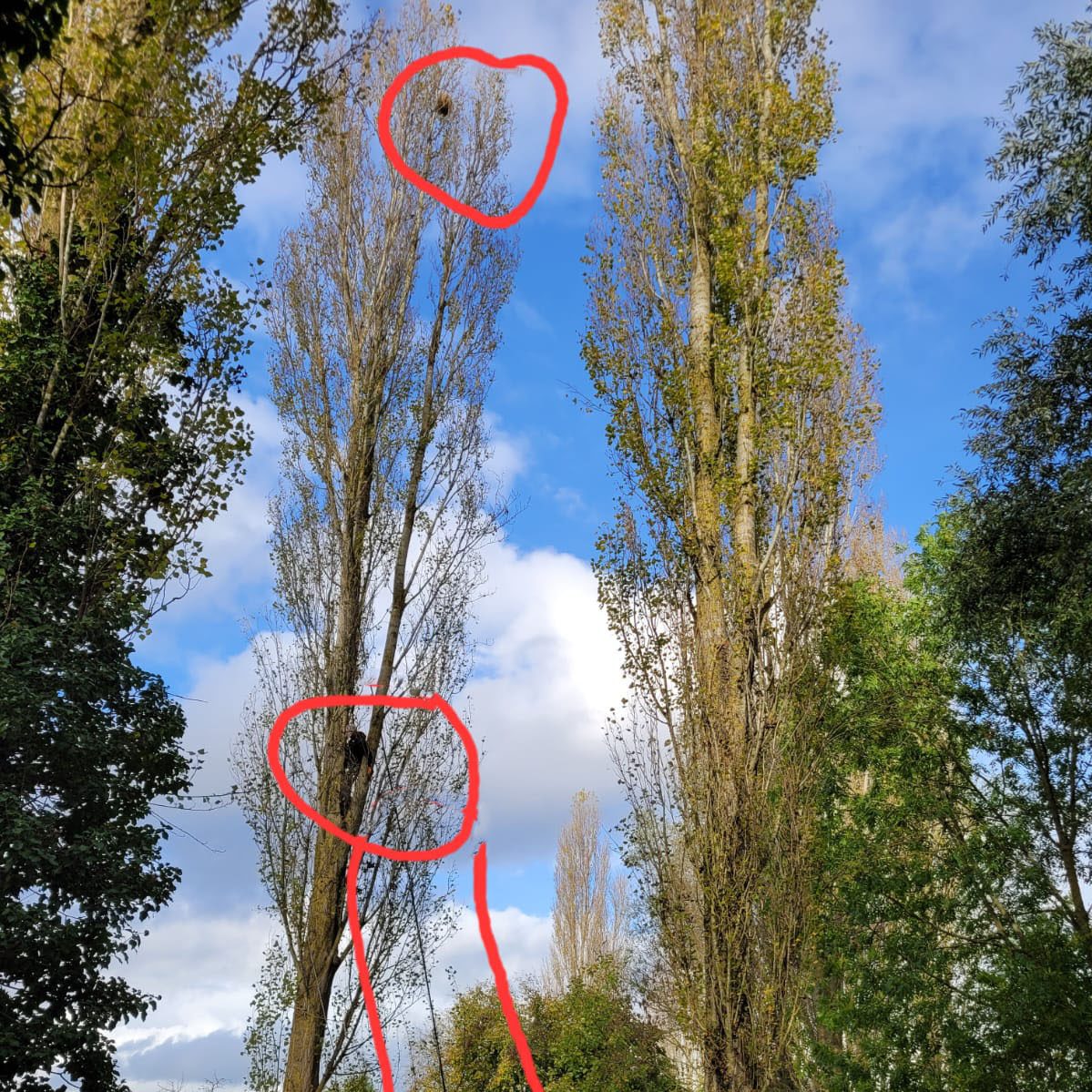 Frelon asiatique Essonne