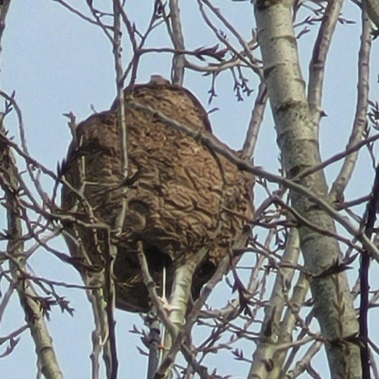 Destruction nid guêpes Essonne